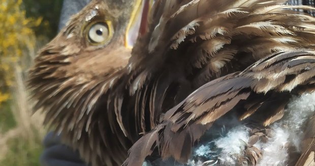 Roční orlice královská Elisabeth se zotavuje v Záchranné stanici pro dravé ptáky v Rajhradě.