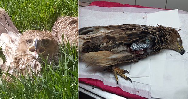 Roční orlice královská Elisabeth v dubnu 2021 na operačním sále. Veterinář jí musel po úrazu amputovat pravé křídlo.