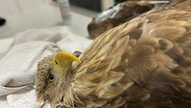 Zraněnou orlici ošetřili na veterinární klinice v Písku, nemá žádnou zlomeninu.