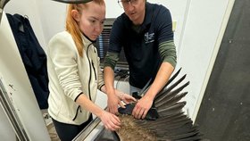 Zraněnou orlici ošetřili na veterinární klinice v Písku, nemá žádnou zlomeninu.
