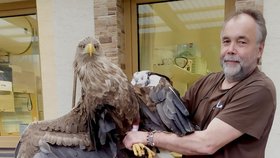 Zraněné orlici se křídlo nelepšilo, pečují o ni na veterinární klinice v Kralupech.