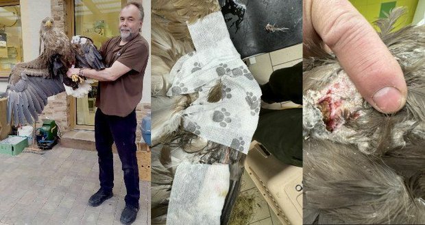 Majestátní orlice se zraněným křídlem: Přesun ze záchranné stanice na veterinární kliniku, léčí jí bolavý kloub