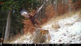 Ornitologové jásají: Mladou orlici Vandu zachytila fotopast
