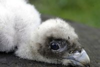 Samička orlosupa ze zoo v Ostravě poletí až na Korsiku, zachrání tu zdejší populaci