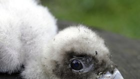 Samička orlosupa bradatého najde nový domov na Korsice.