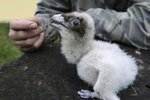 Na záchraně vyhubeného druhu orlosupa bradatého se podílí také liberecká zoo