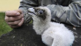 Na záchraně vyhubeného druhu orlosupa bradatého se podílí také liberecká zoo