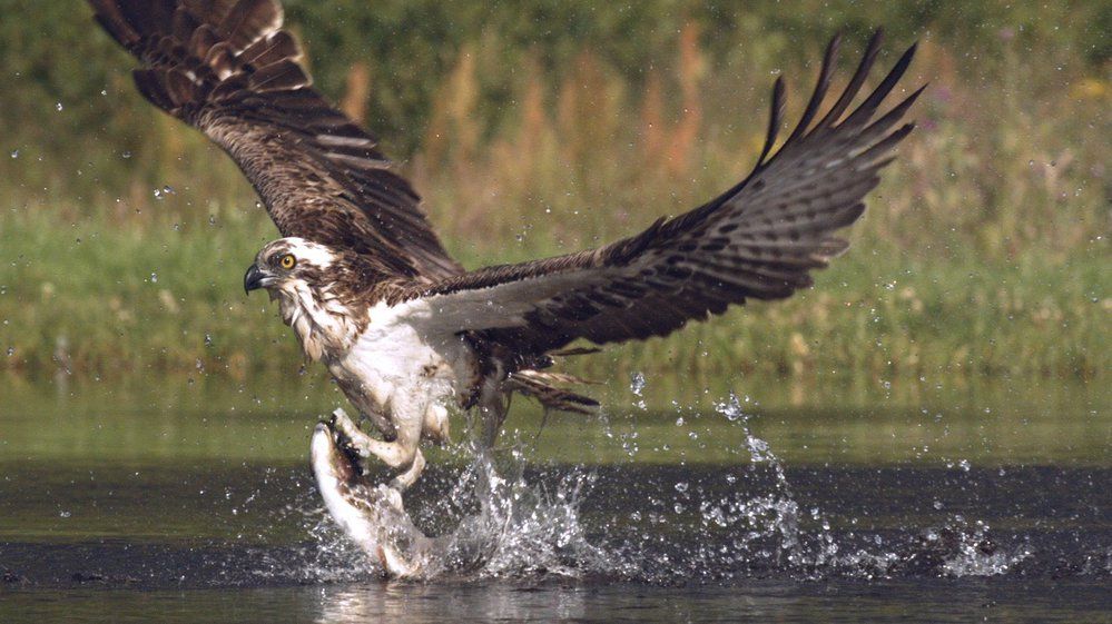 Momentka zachycující orlovce říčního v okamžiku, kdy se vynořuje z vody s ulovenou rybou