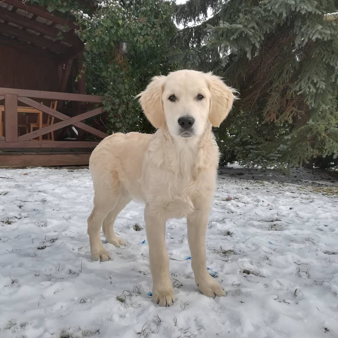 Štěně Shadow