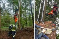 Ornitolog zůstal viset na stromě při kroužkování mláďat datla: Na pomoc mu vyrazili hasiči