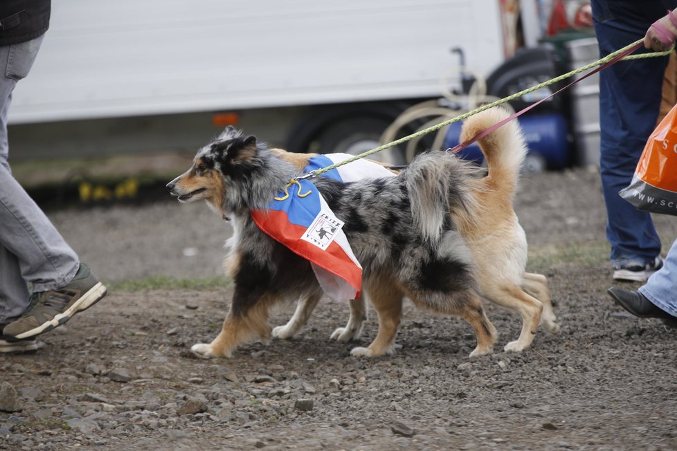 Do českých vlajek byli oblečeni i psi některých účastníků akce.