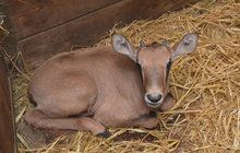 Úspěch chovatelů v olomoucké zoo: Mají už 321 mláďat oryxů