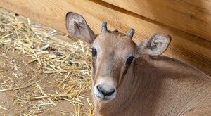 Osm malých oryxů je v Zoo Olomouc. Zatím...