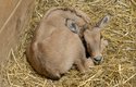 Mládě oryxe má přirozený instinkt schoulit se na zemi, nehýbat se a být neviditelné
