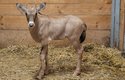 Oryxové, stejně jako všechny ostatní antilopy, rodí mláďata plně vyvinutá, schopná samostatného pohybu