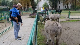 Oslům ale fanoušci dopomohli k tomu, aby se znovu shledali.