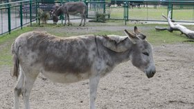 Kvůli hlučnému sexu byli odloučeni dva osli z polské zoo.