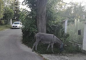 Strážníci našli volně pobíhajícího oslíka v Praze. Byl ve stejné ulici jako nedávno nalezená kráva Milka.