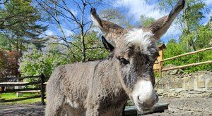  To  je ale osel... roztomilý! Mládě v zoo Děčín je hopsa…