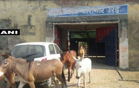 Propuštění oslů z vězení Uttar Pradesh