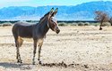 Divoký osel africký (Equus africanus) je kriticky ohrožený vyhynutím, zbývá posledních asi 570 jedinců