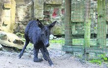 Oslíček v Zoo Děčín: Dalilborko, otřes se! 