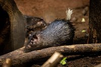 Zoo Praha slaví historický odchov: Poprvé se narodil osinák africký