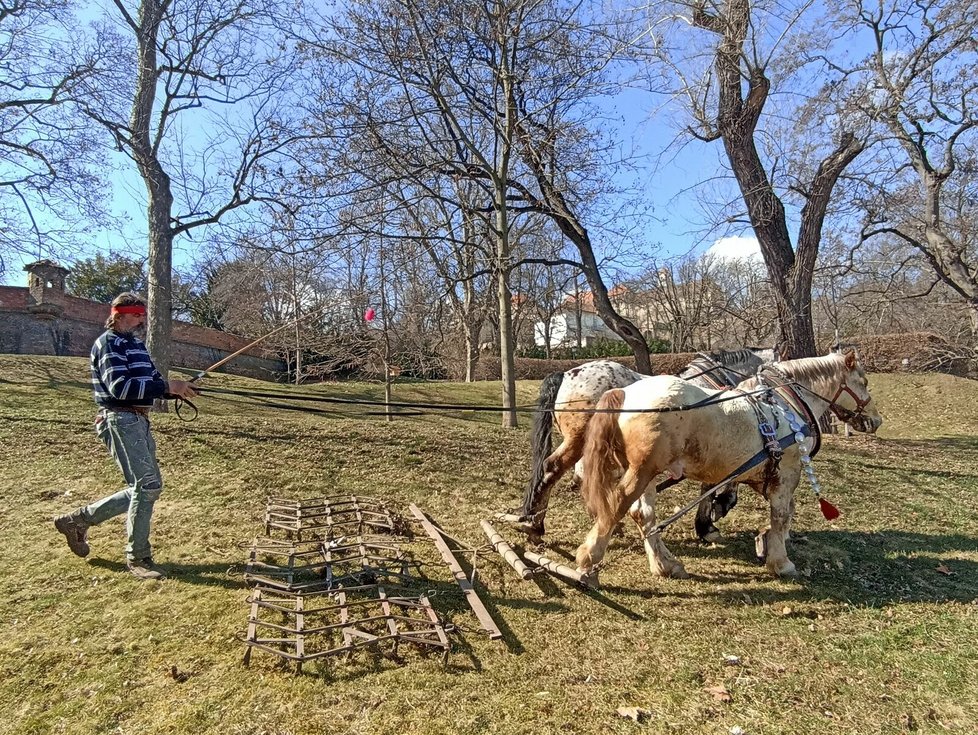 Oskar Sněhota připravuje brněnské parky před jarem už třináctým rokem.
