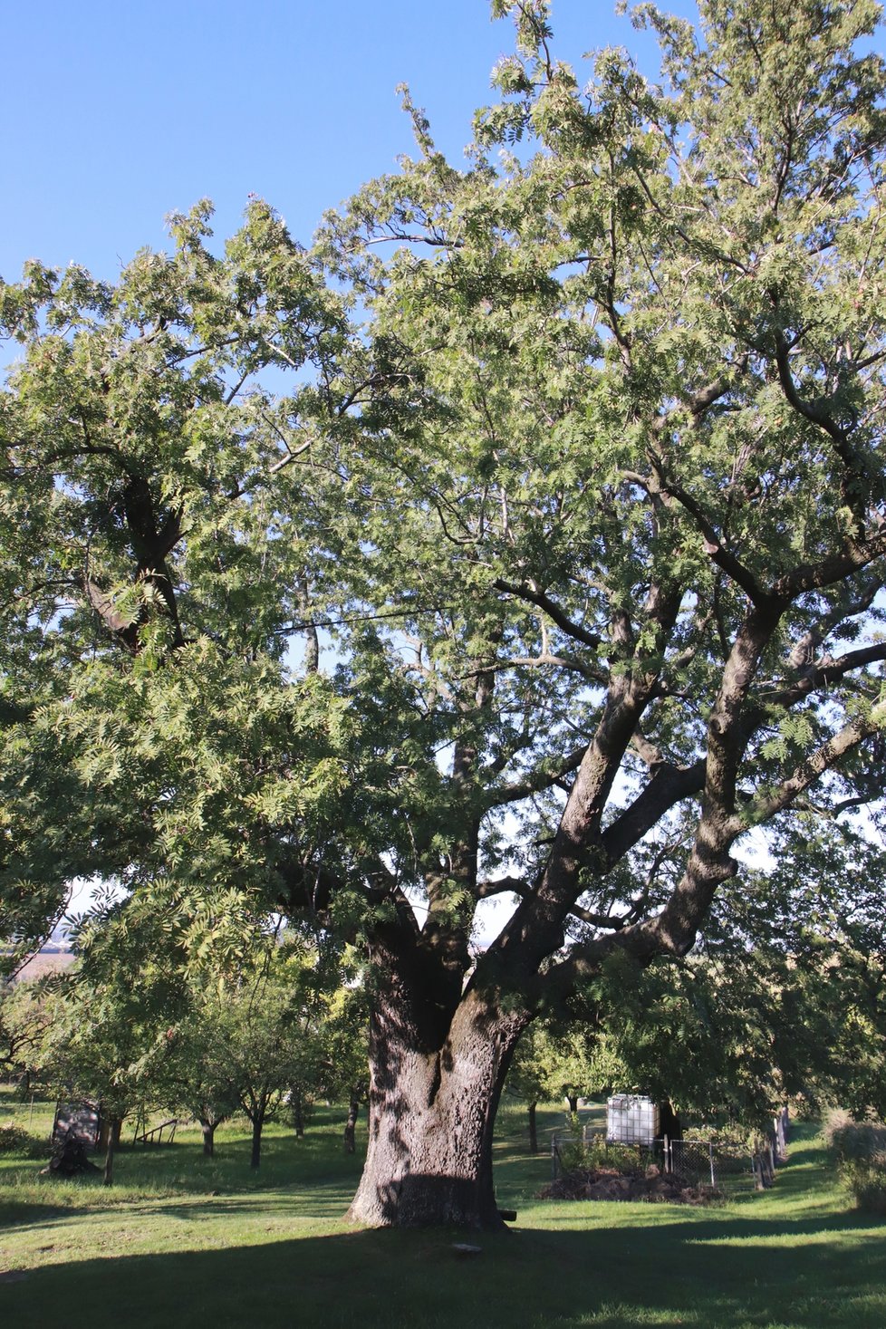 Nejstarší oskoruší v České republice je Adamcova, jde o památný strom starý více než 400 let, roste na kopci Žerotín poblíž Strážnice. Plodí dosud ovoce. Podle některých zdrojů jde o nejkošatější oskoruši v Evropě.