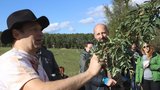 Unikátní ovoce z jižní Moravy, oskoruše dnes již téměř nikde nerostou, mají přitom lahodnou chuť