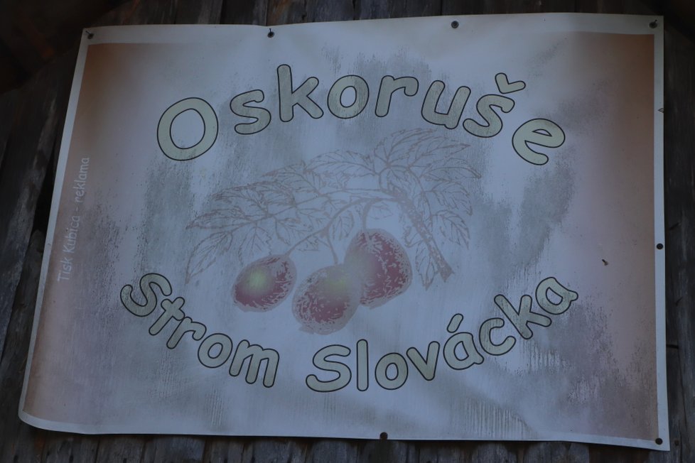 Oskoruše je symbolizována jako strom Slovácka. Právě tady se jim v rámci Evropy nejvíce daří.
