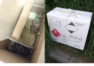 V zalepené krabici našli strážníci v Plzni osmáky degu.