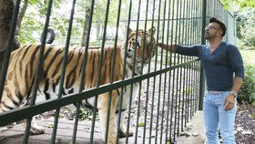 Osmany Laffita: Panika kvůli nádoru! O utracení tygra nechce ani slyšet