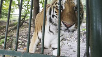 Lidovci patří jen do státní zoo. Všechny ostatní zakázat