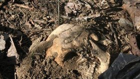Kosterní pozůstatky našli při stahování dřeva ochránci přírody