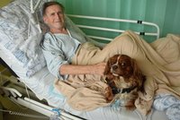 Šmoulinka dává pacientům sílu bojovat: Fenka přilnula ke starým a nemocným lidem