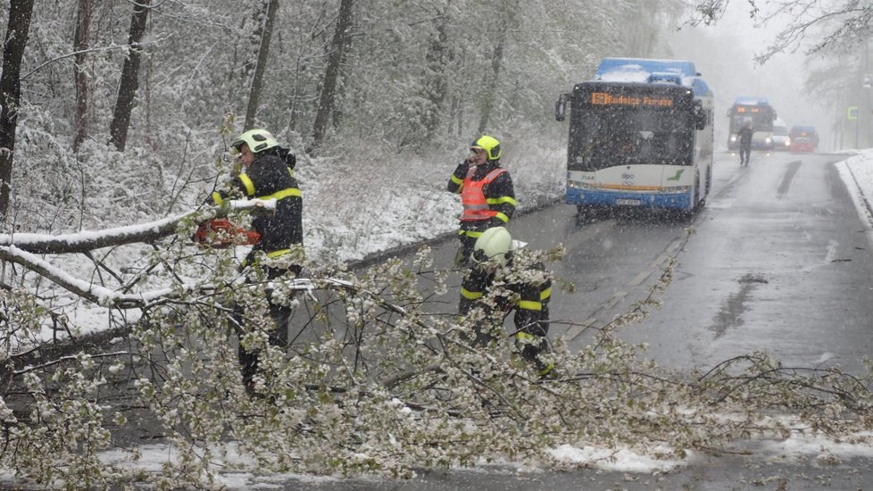 Mokrý sníh lámal stromy. V Ostravě-Porubě srážel na silnici kmeny, které blokovaly dopravu.