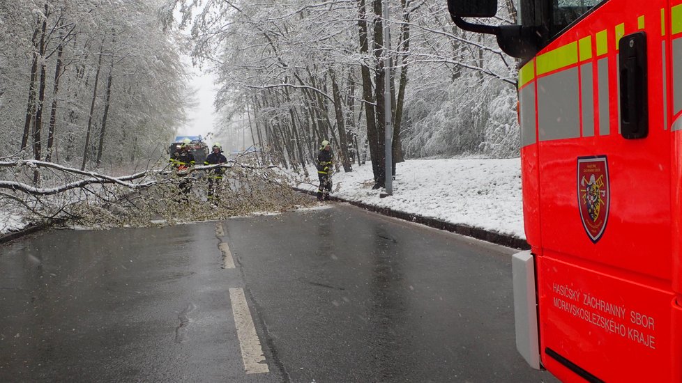 Mokrý sníh lámal stromy. V Ostravě-Porubě srážel na silnici kmeny, které blokovaly dopravu.