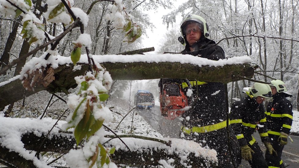 Mokrý sníh lámal stromy. V Ostravě-Porubě srážel na silnici kmeny, které blokovaly dopravu.