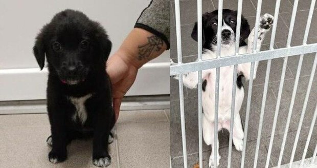 Vyhozená štěňátka čekají na své parťáky v útulku Ostrava-Třebovice.