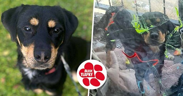 Beníka z pekla ostravské ubytovny zachránil spolek na ochranu zvířat, kde čeká na nový domov. Byl tak vychrtlý, že se stále nemůže dojíst.