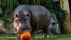 Lidé nanosili do zoo v Ostravě spoustu dýní. Pro zvířata je to velká pochoutka.