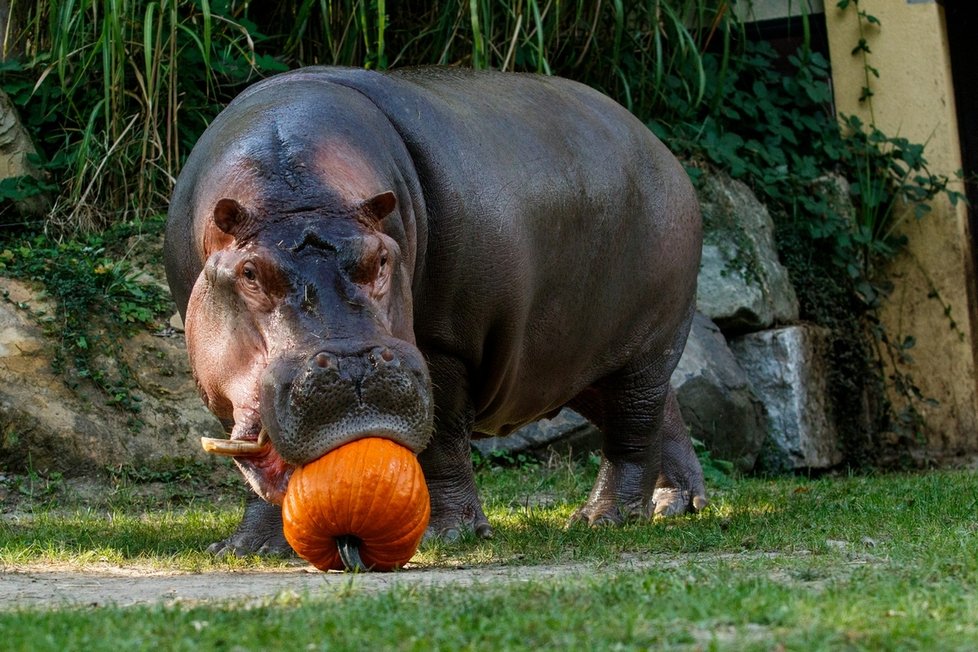 Lidé nanosili do zoo v Ostravě spoustu dýní. Pro zvířata je to velká pochoutka.