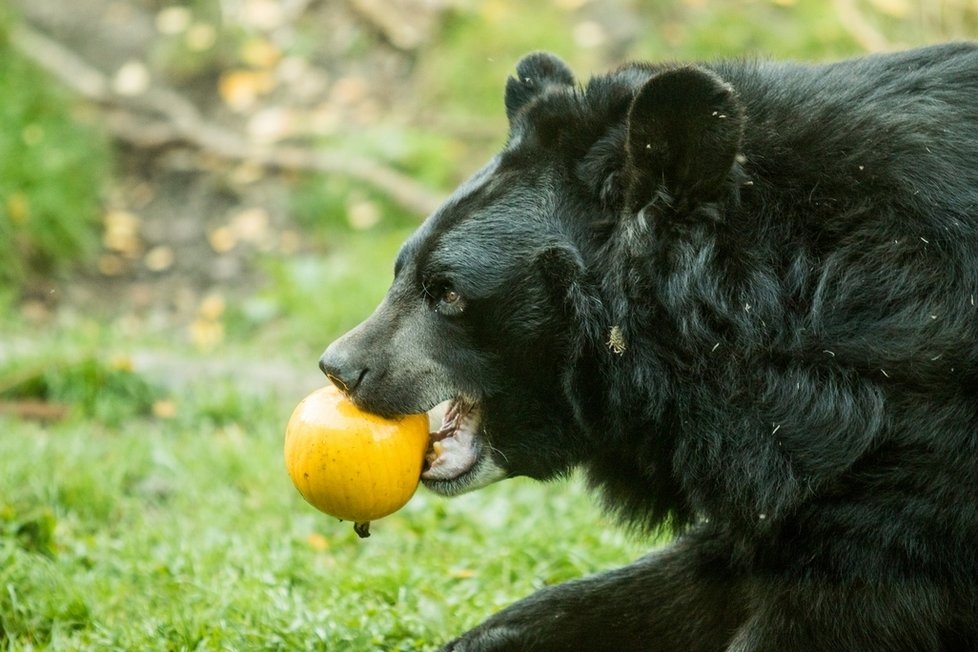 Lidé nanosili do zoo v Ostravě spoustu dýní. Pro zvířata je to velká pochoutka.