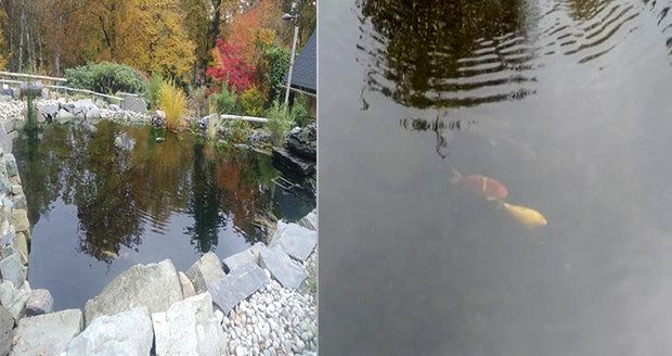 Kuriozní krádež v Ostravě: Ze zoo ukradli rybičky, mohli je omráčit elektrickým proudem!