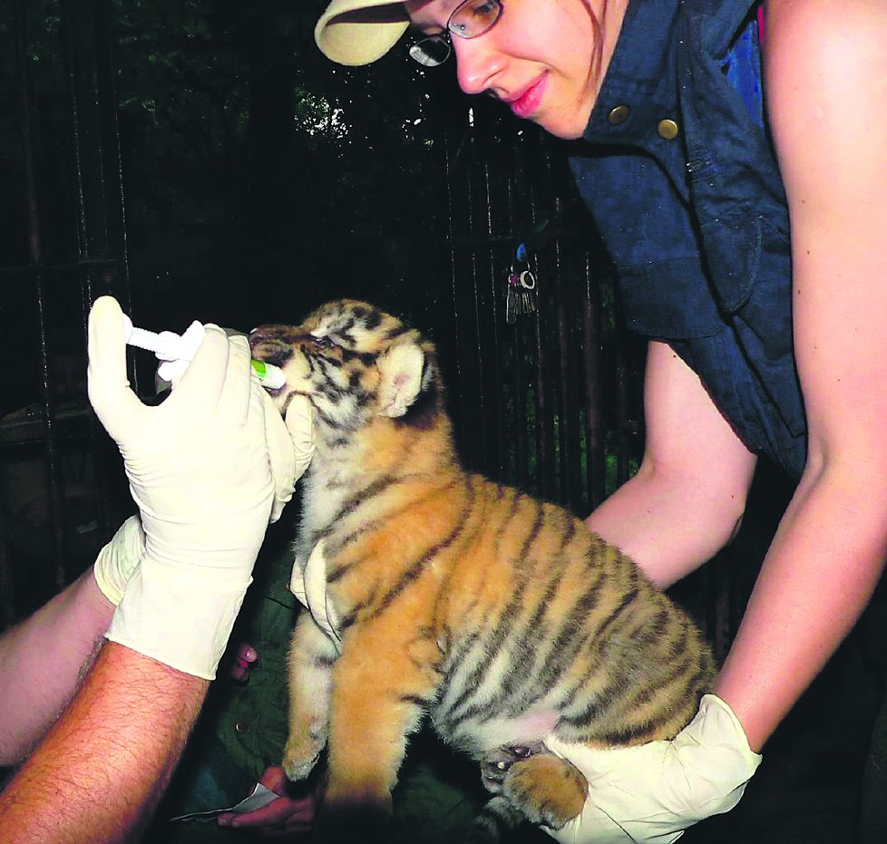 Tygříci museli po narození pozřít prevenci proti vnitřním parazitům.