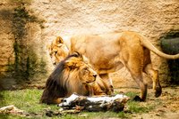 Výběh šelem v Zoo Ostrava už nevyhovuje: Hrozí, že o ně přijde
