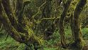 Laurisilva – mlžný prales tvořený převážně stromovými vavříny roste okolo tisíce metrů nad mořem a získává vlhkost převážně z mraků a mlhy