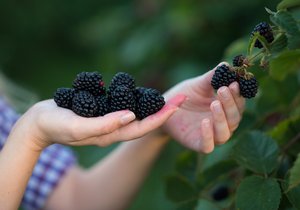 Zázračné ostružiny! Proč si je dopřát? Podpoří imunitu, hubnutí i zdraví vašich kostí