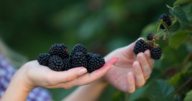 Zázračné ostružiny! Proč si je dopřát? Podpoří imunitu, hubnutí i zdraví vašich kostí